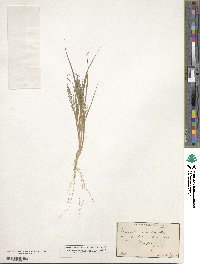 Eragrostis frankii image