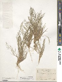 Eragrostis frankii image