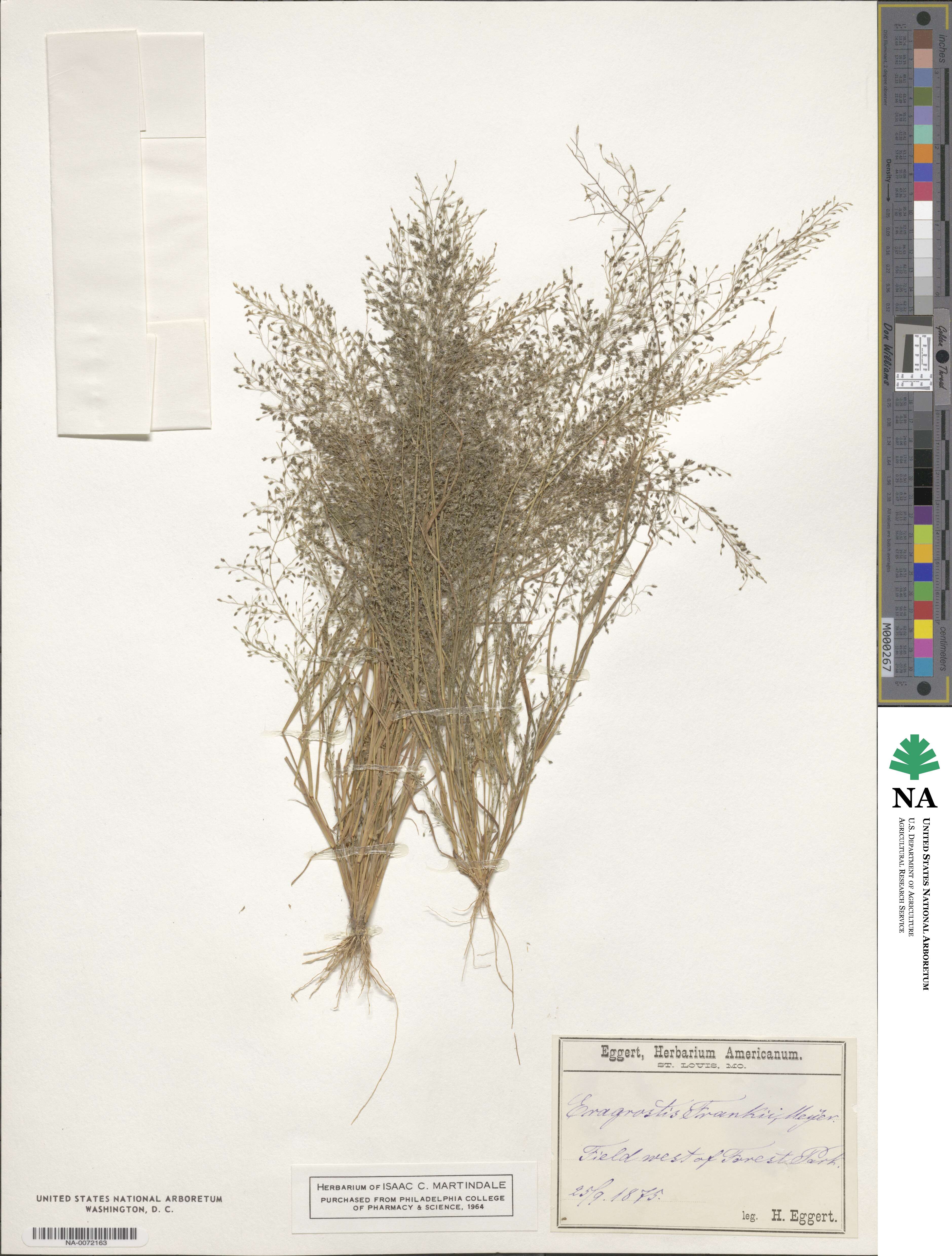 Eragrostis frankii image