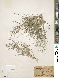 Eragrostis frankii image