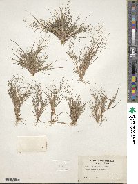 Eragrostis frankii image