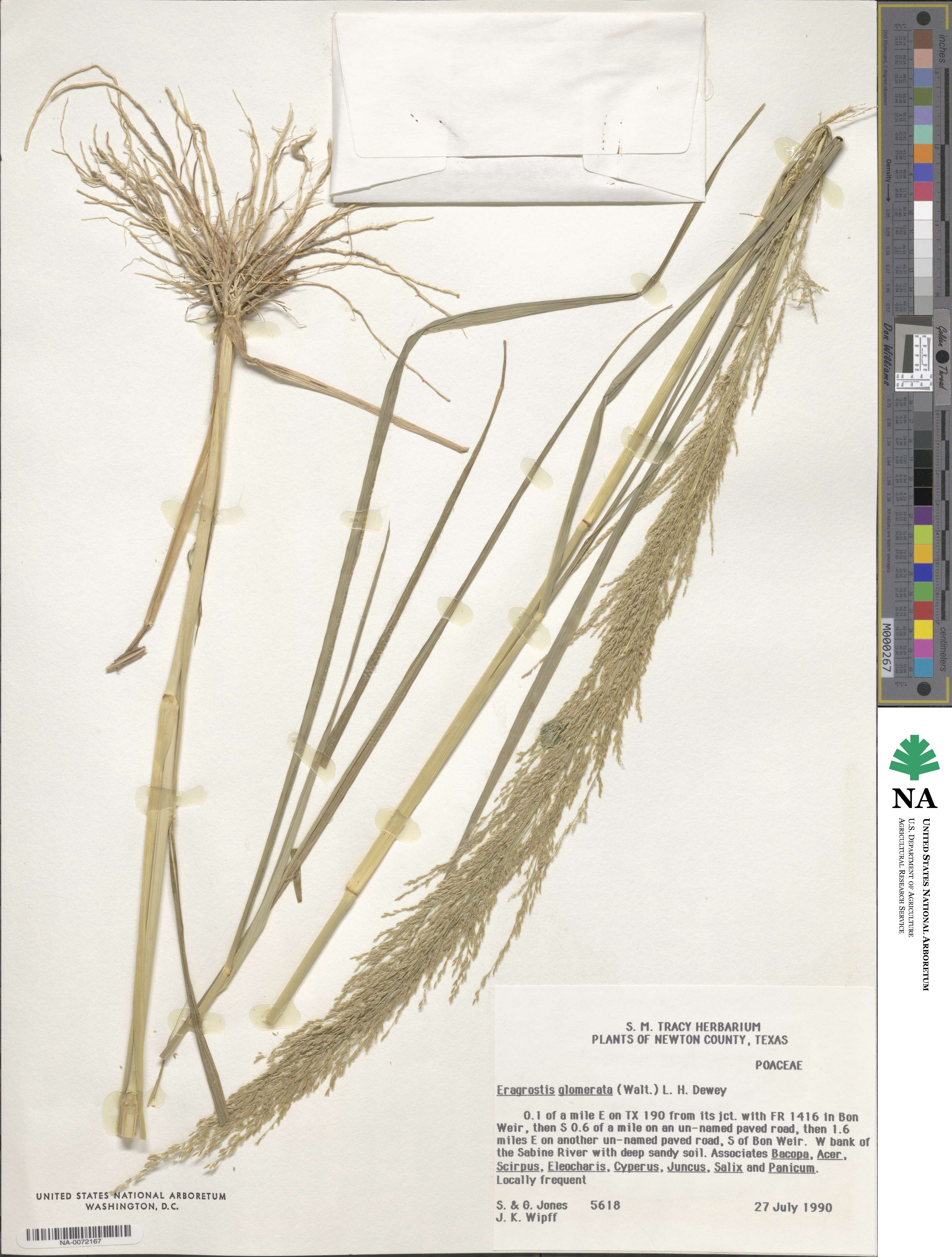 Eragrostis japonica image