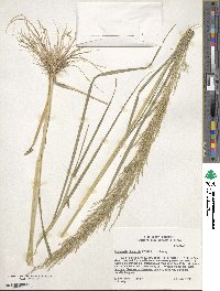 Eragrostis japonica image