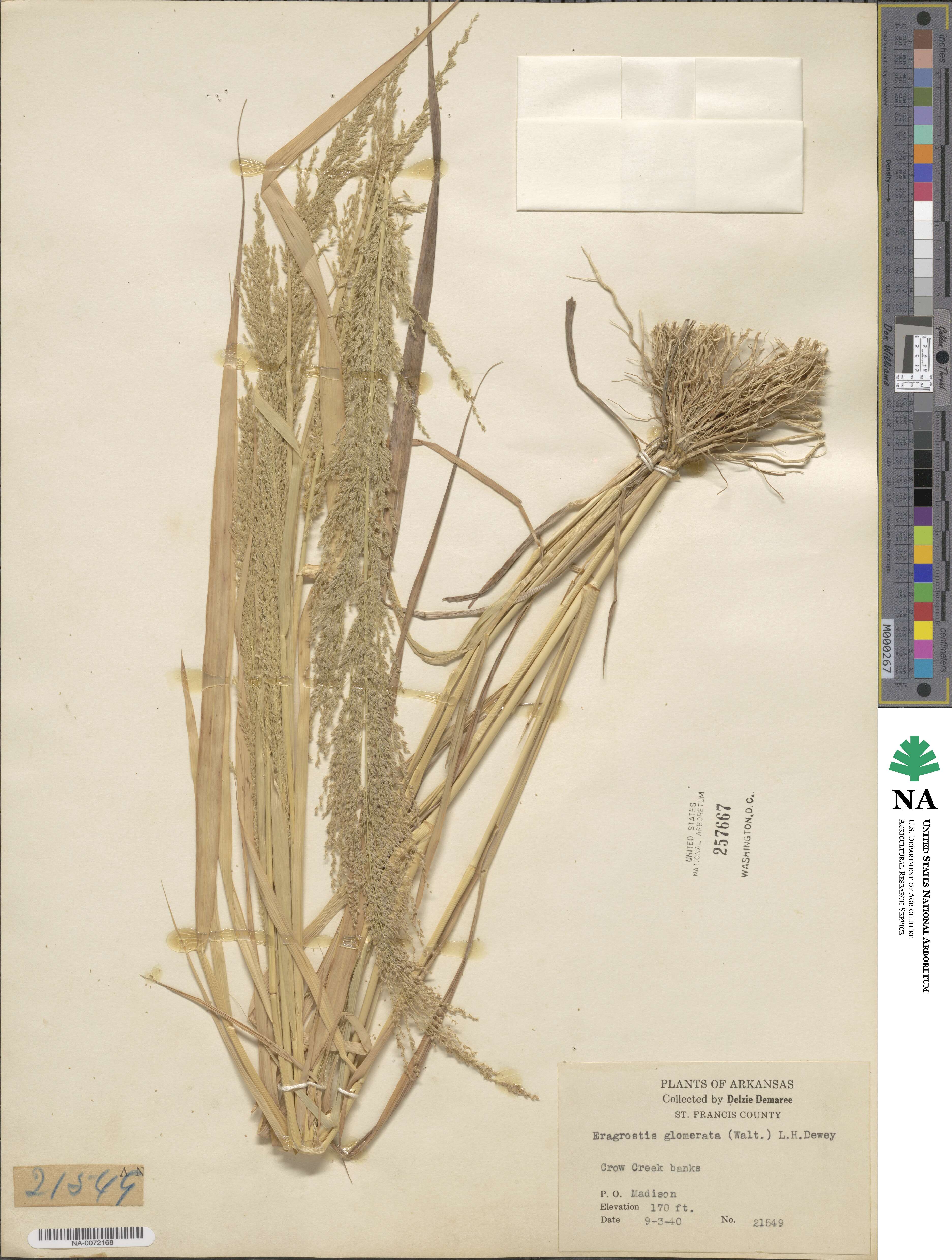 Eragrostis japonica image