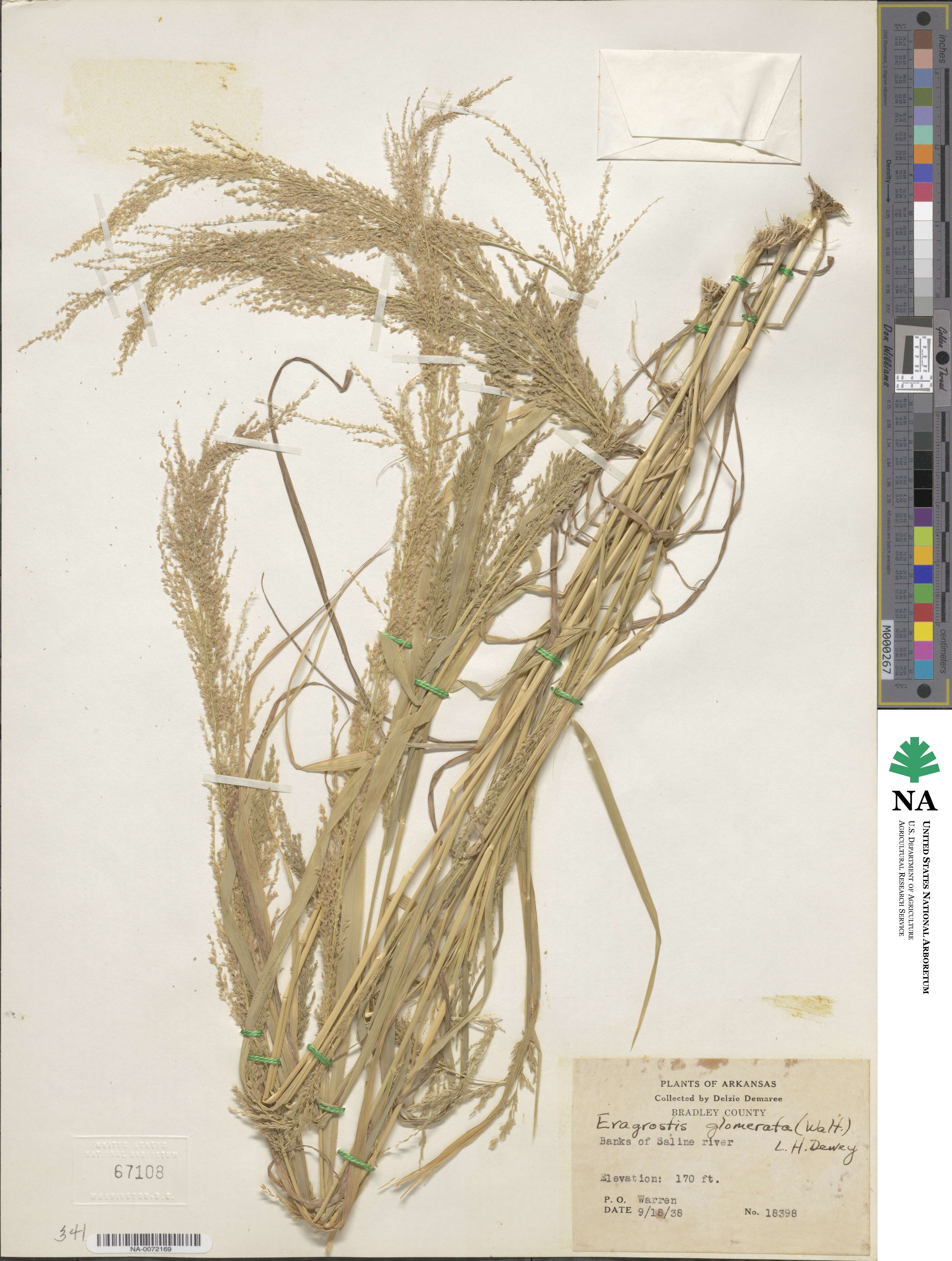 Eragrostis japonica image