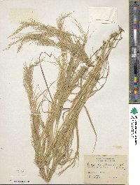 Eragrostis japonica image