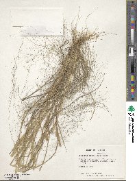 Eragrostis hirsuta image