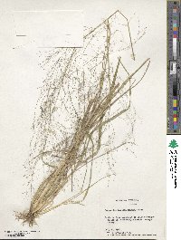 Eragrostis hirsuta image