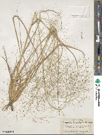 Eragrostis hirsuta image