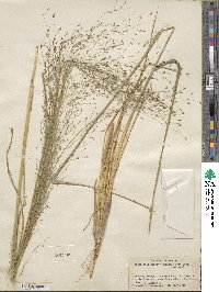 Eragrostis hirsuta image