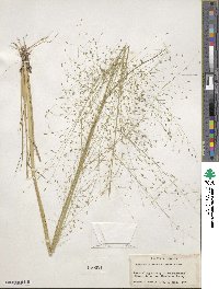 Eragrostis hirsuta image