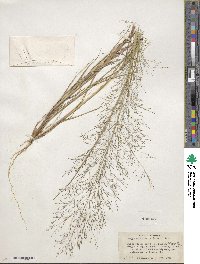 Eragrostis hirsuta image