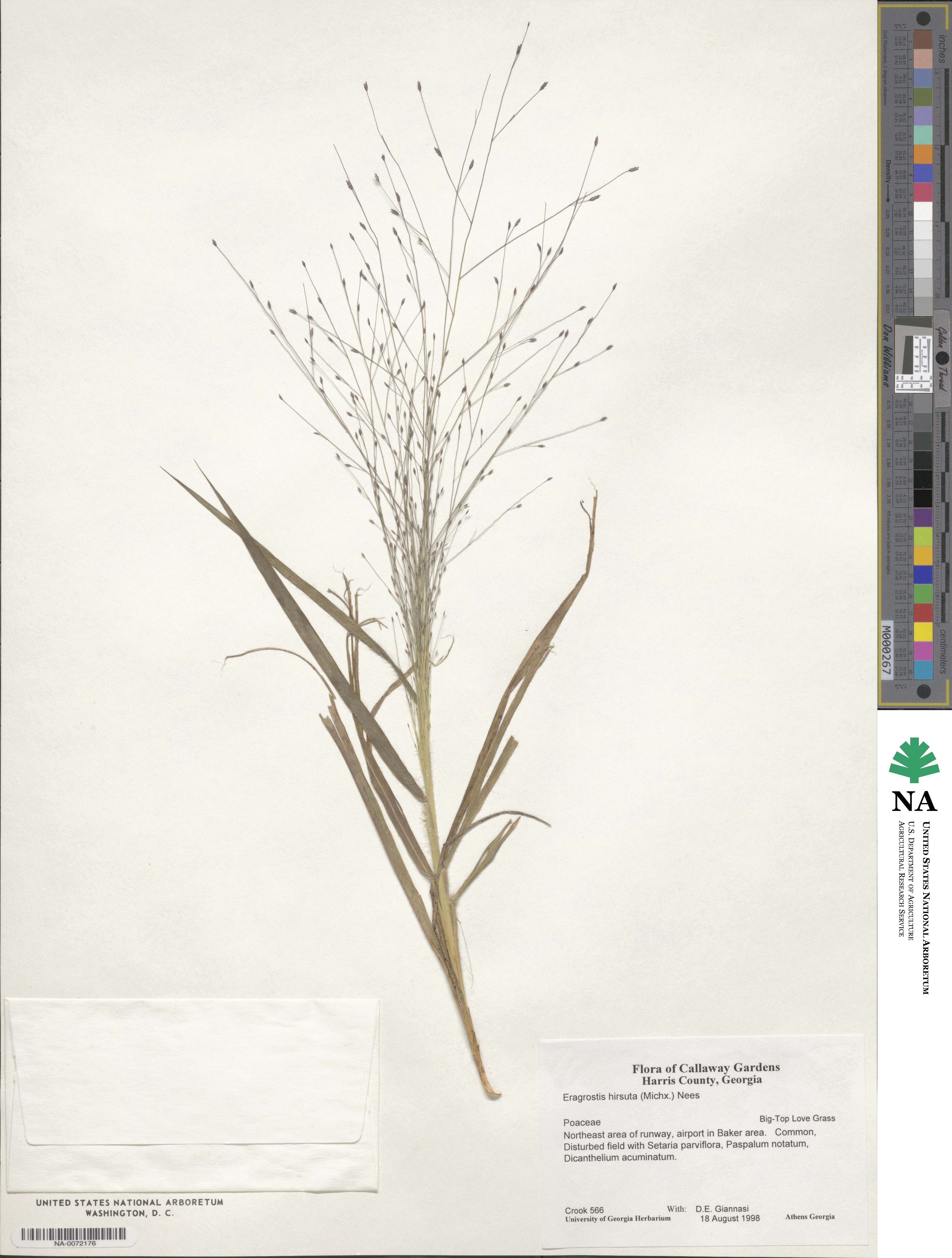 Eragrostis hirsuta image