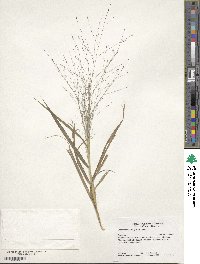 Eragrostis hirsuta image