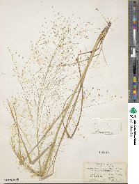 Eragrostis hirsuta image