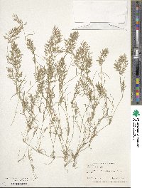 Eragrostis hypnoides image