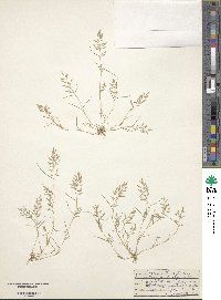 Eragrostis hypnoides image