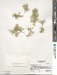 Eragrostis hypnoides image