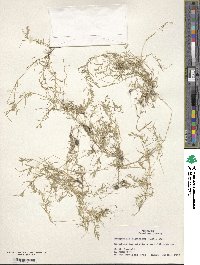 Eragrostis hypnoides image