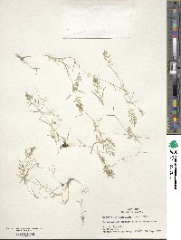 Eragrostis hypnoides image