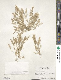 Eragrostis hypnoides image