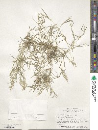 Eragrostis hypnoides image