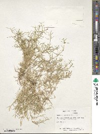 Eragrostis hypnoides image