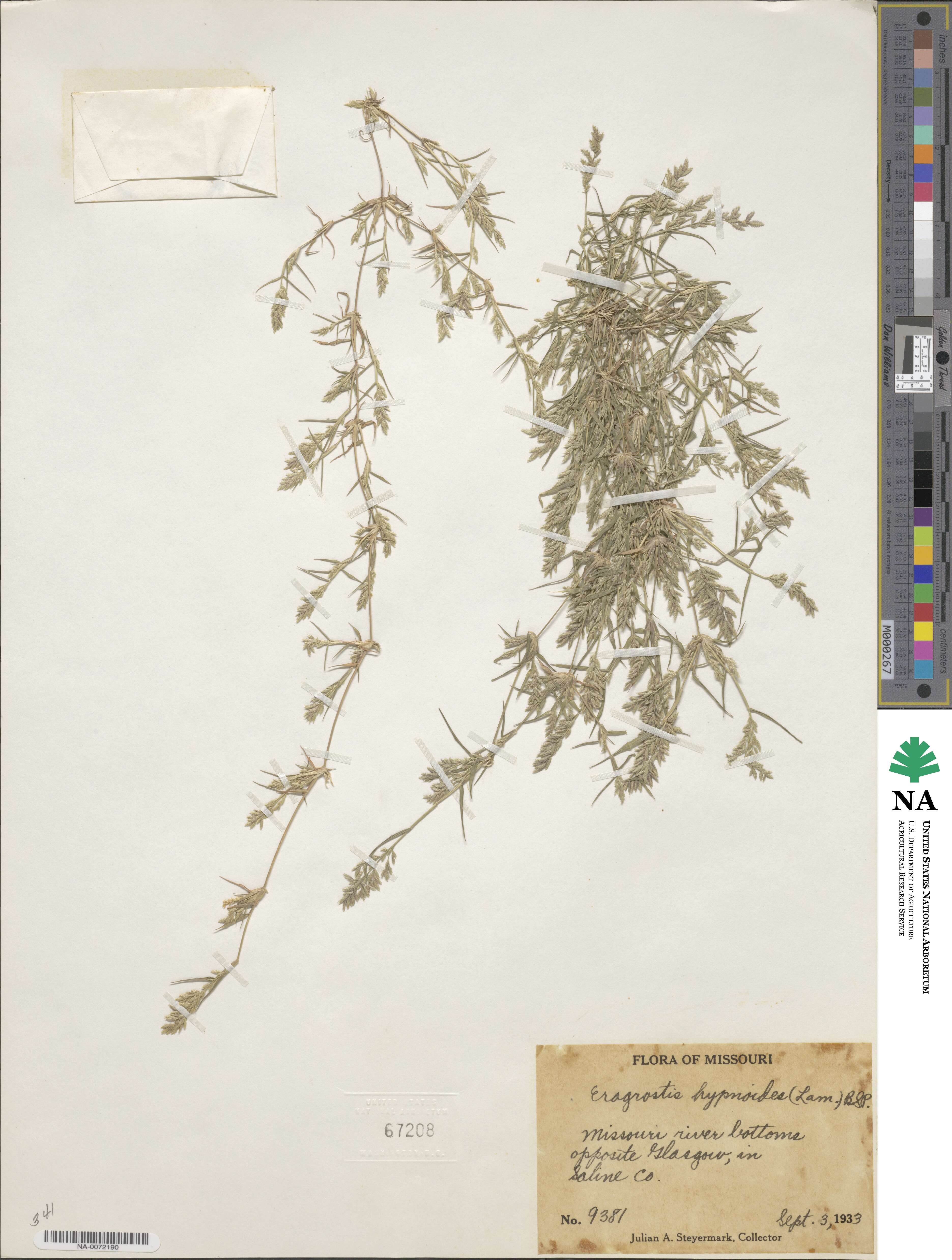 Eragrostis hypnoides image