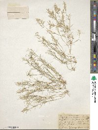 Eragrostis hypnoides image