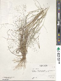 Eragrostis intermedia image