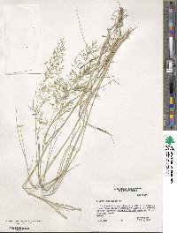 Eragrostis intermedia image
