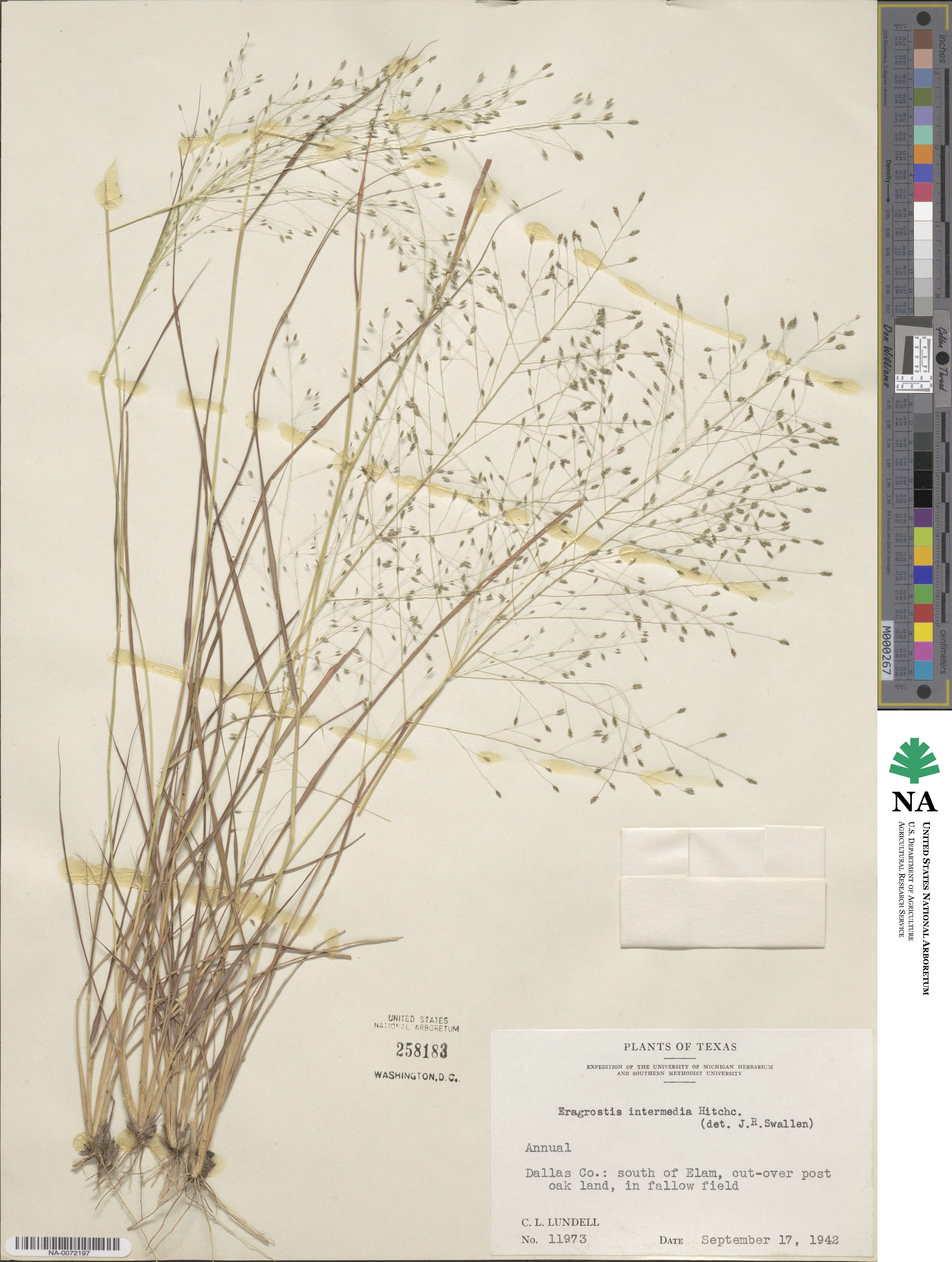 Eragrostis intermedia image