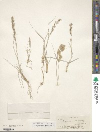 Eragrostis hypnoides image