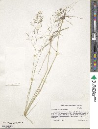 Eragrostis lehmanniana image