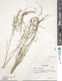 Eragrostis lehmanniana image