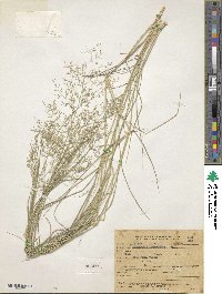 Eragrostis lehmanniana image