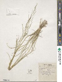 Eragrostis lehmanniana image