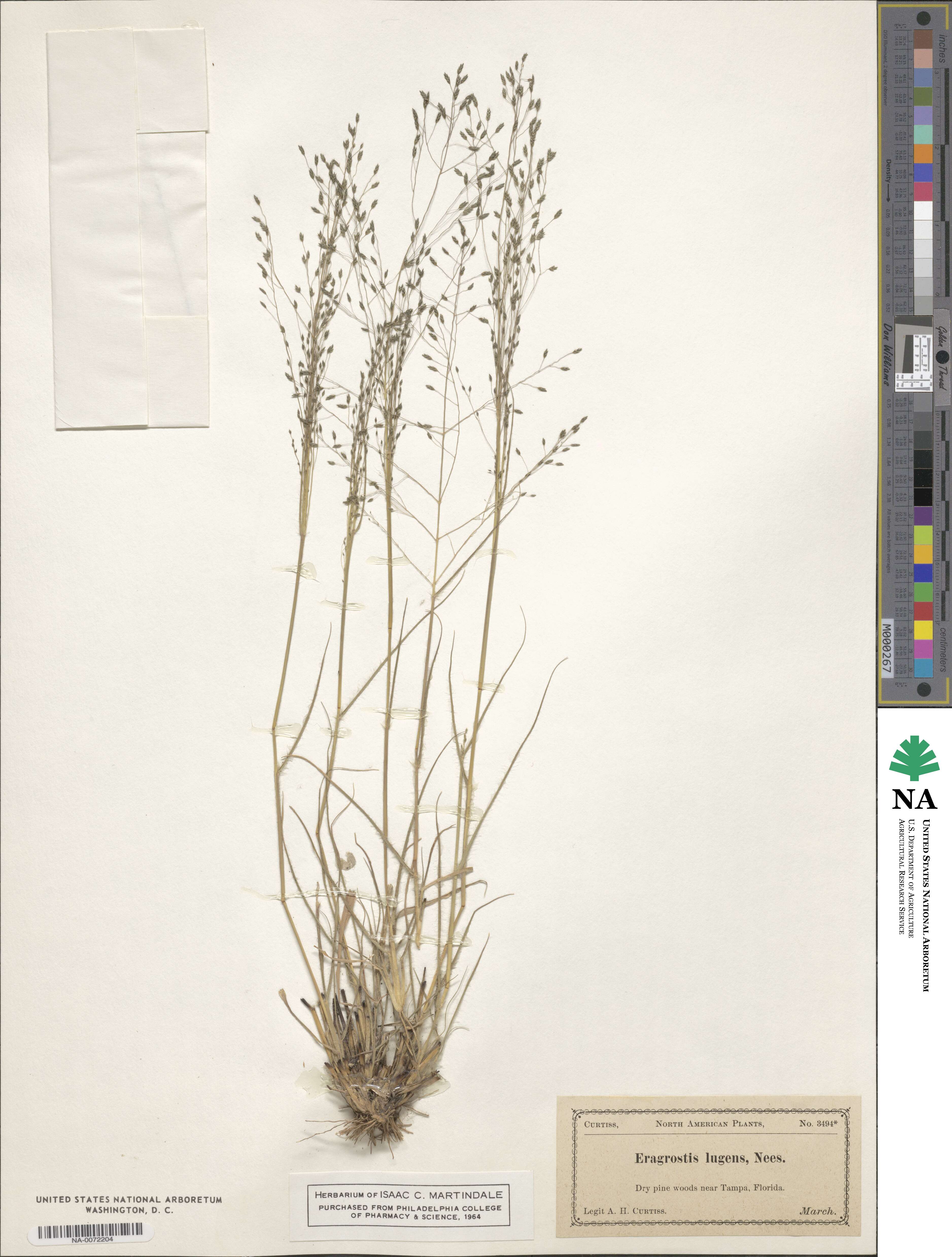 Eragrostis lugens image