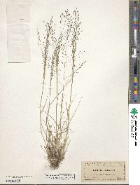 Eragrostis lugens image