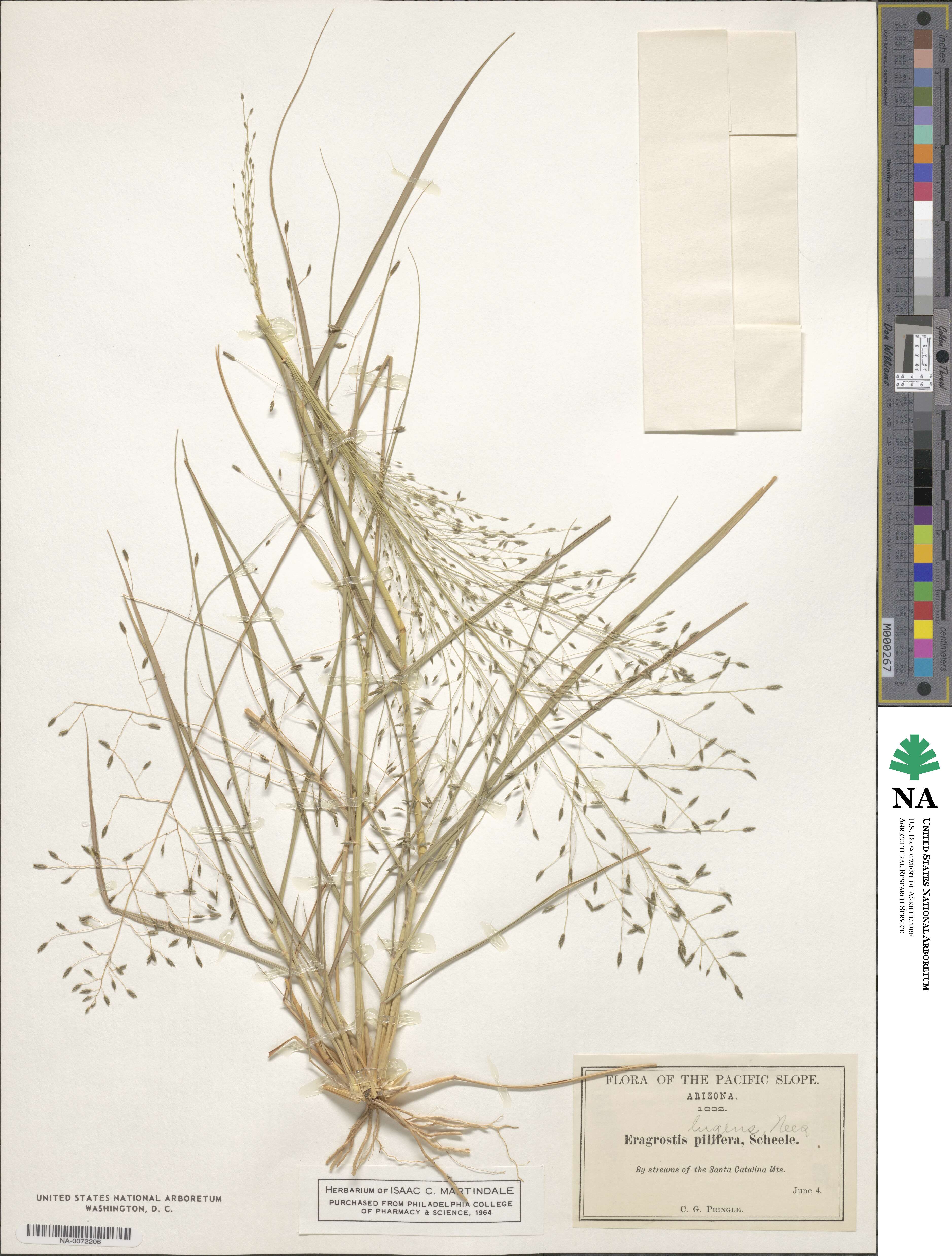 Eragrostis lugens image