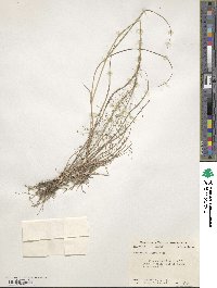 Eragrostis lugens image