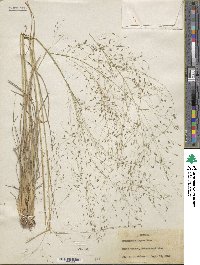 Eragrostis lugens image