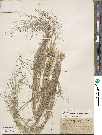 Eragrostis lugens image