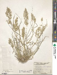 Eragrostis cilianensis image