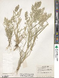 Eragrostis cilianensis image