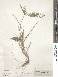 Eragrostis minor image