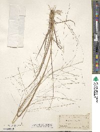 Eragrostis elliottii image