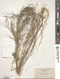 Eragrostis virescens image