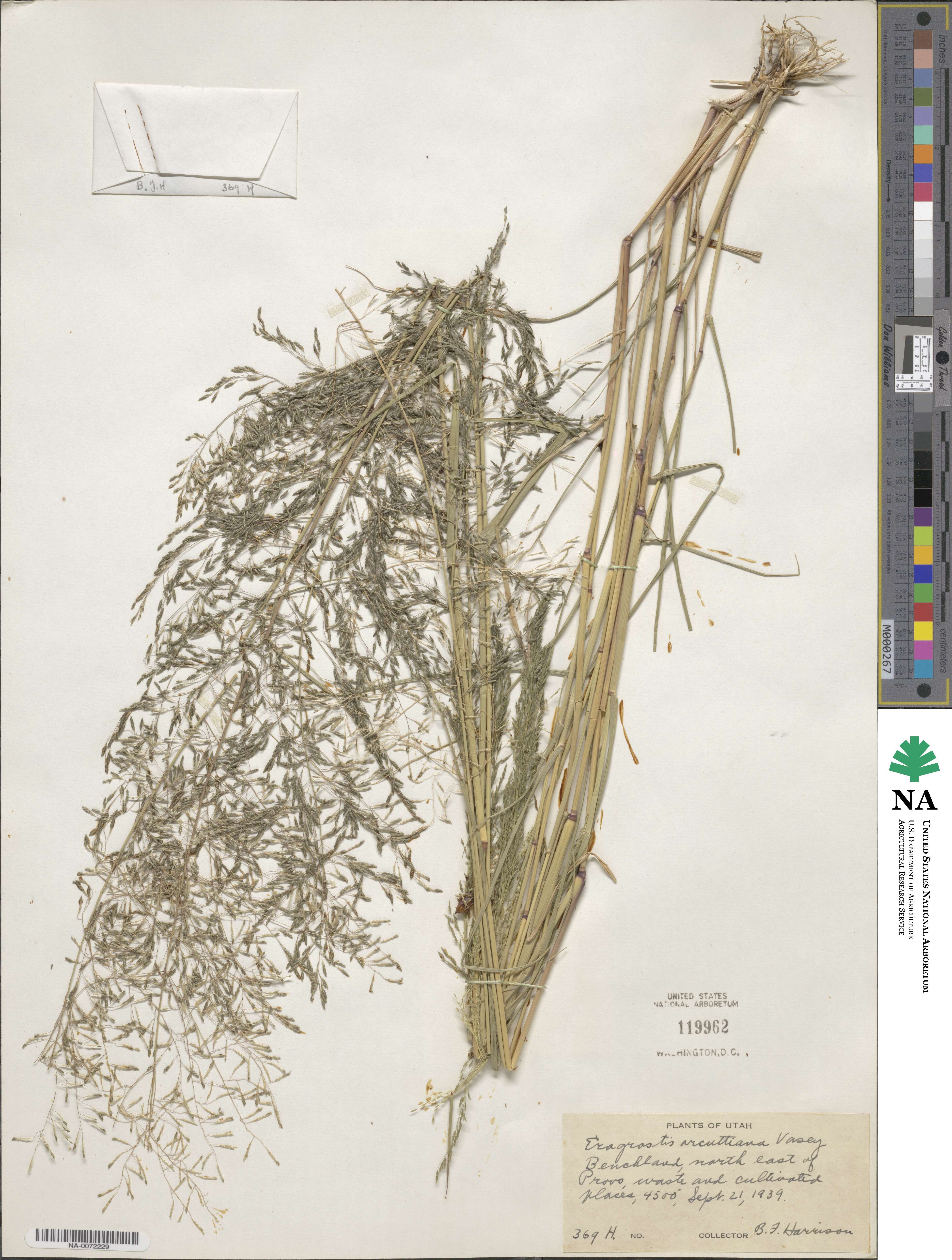 Eragrostis virescens image