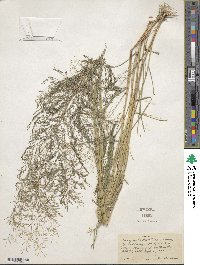 Eragrostis virescens image